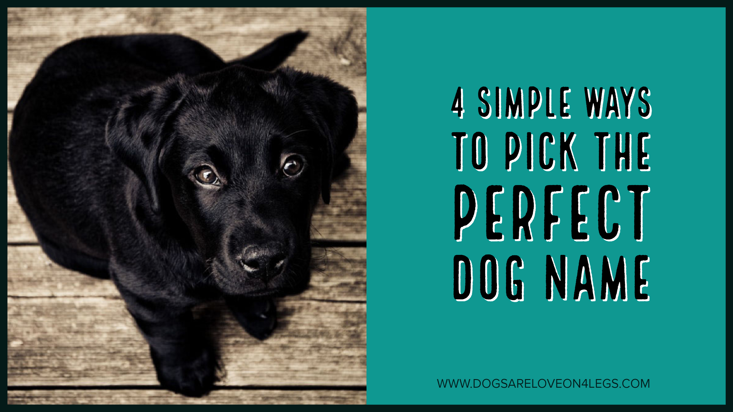 4 Simple Ways To Pick The Perfect Dog Name