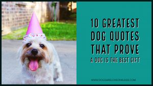 10 Greatest Dog Quotes That Prove A Dog Is The Best Gift