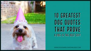 10 Greatest Dog Quotes That Prove A Dog Is The Best Gift - Dogs Are ...