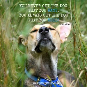 Dog Quote - You Never Get The Dog You Want