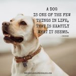 10 Greatest Dog Quotes That Prove A Dog Is The Best Gift - Dogs Are ...