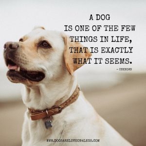 Dog Quote - A Dog Is One Of The Few Things In Life
