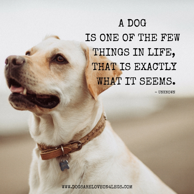 Dog Quote - A Dog Is One Of The Few Things - Dogs Are Love On 4 Legs