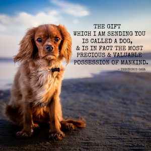 Dog Quote - The Gift of a Dog