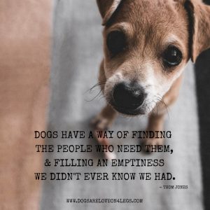 Dog Quote - Dogs Have A Way Of Finding The People Who Need Them