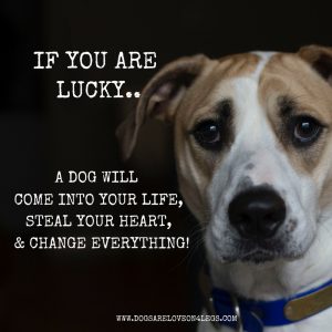 Dog Quote - If You Are Lucky A Dog Will Come Into Your Life