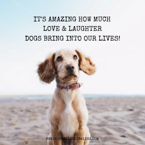 Dog Quote - It's Amazing How Much Love & Laughter Dogs Bring Into Our Lives