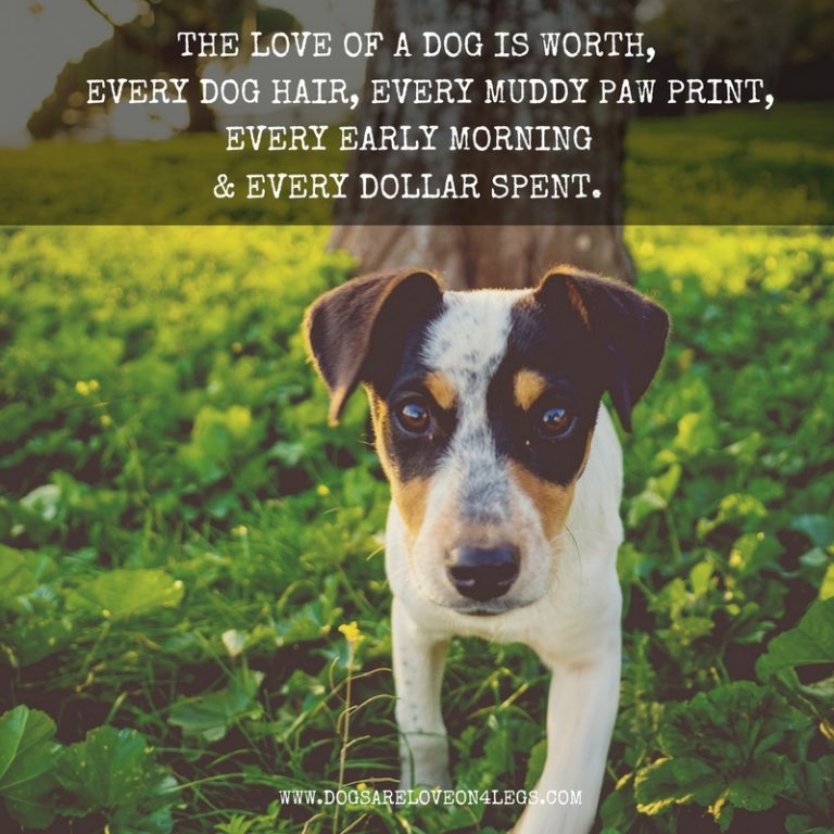 10 Greatest Dog Quotes That Prove A Dog Is The Best Gift - Dogs Are ...