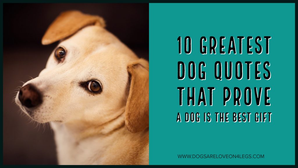 10 Greatest Dog Quotes That Prove A Dog Is The Best Gift - Dogs Are ...