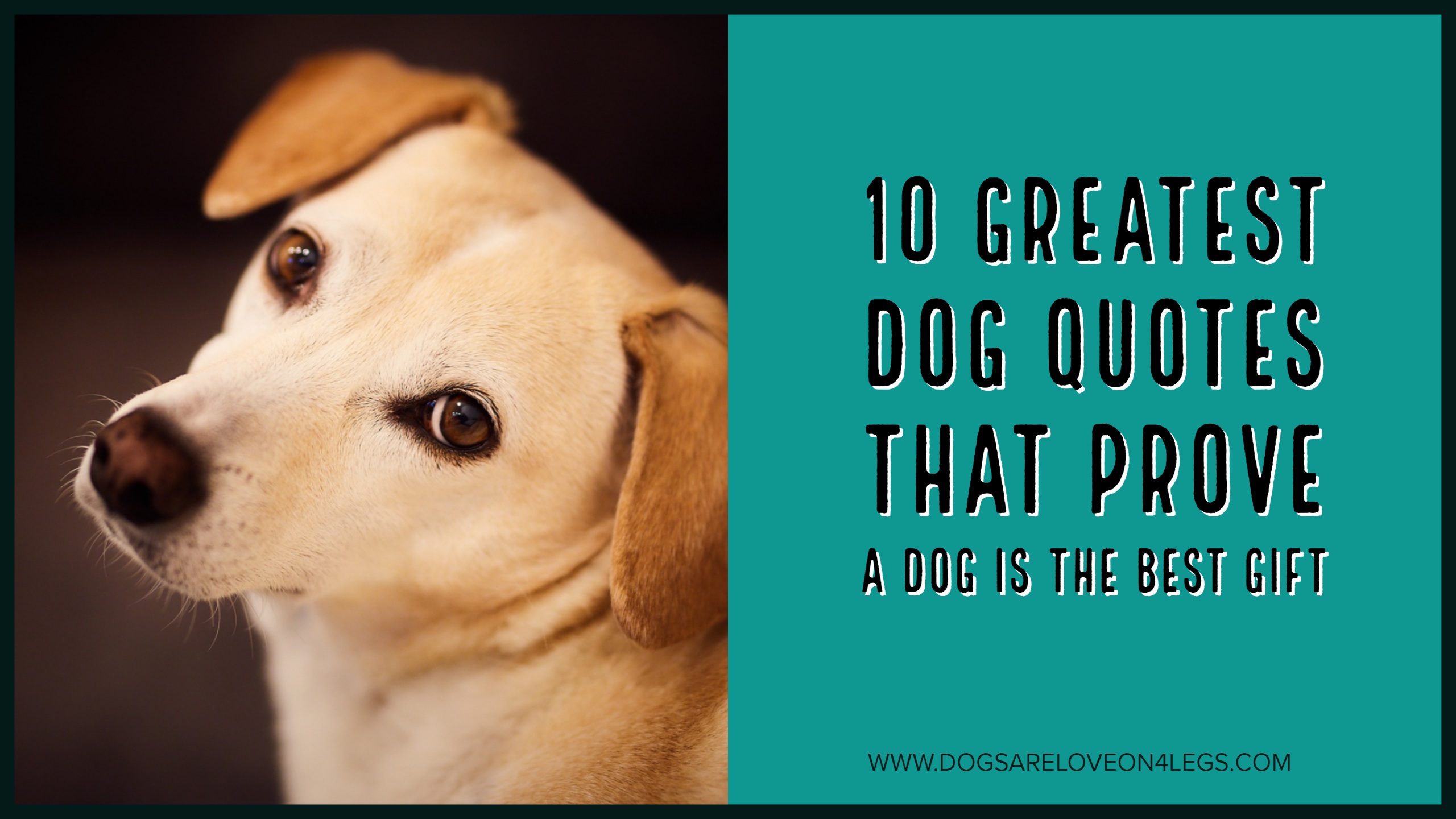 10 Greatest Dog Quotes That Prove A Dog Is The Best Gift