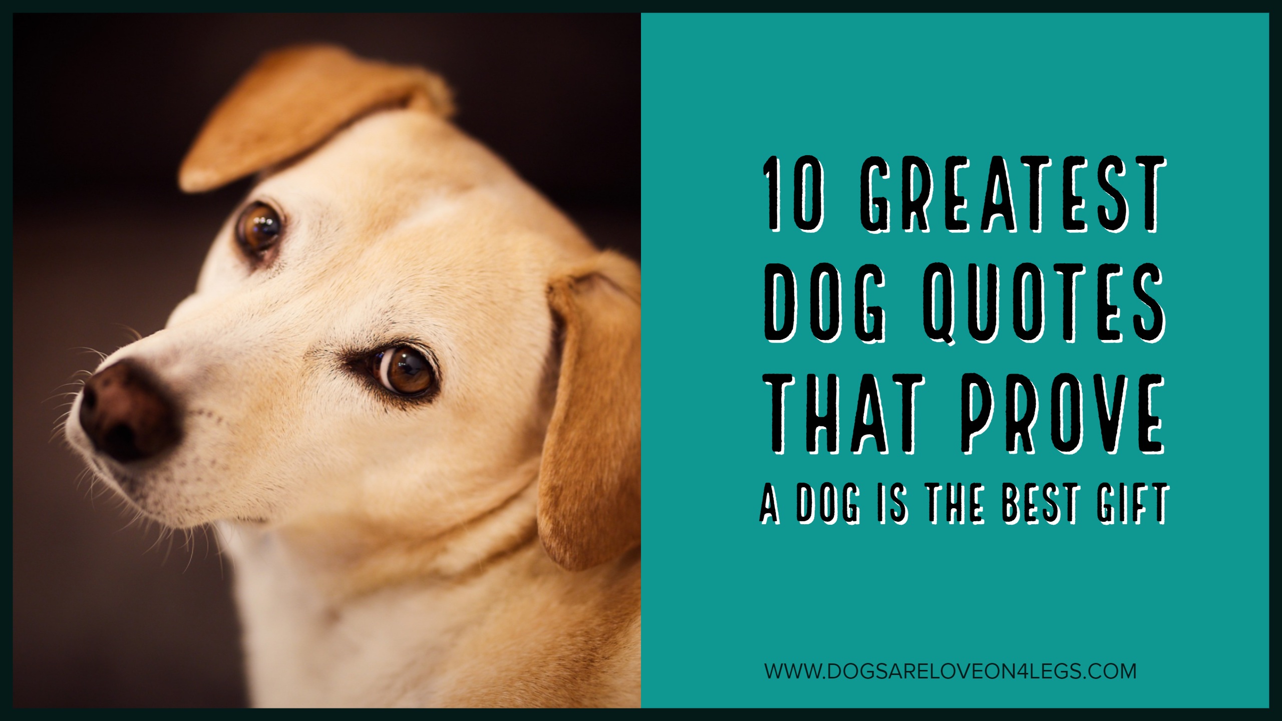 Best Dog Quotes Ever