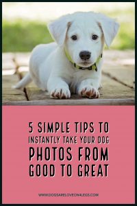 5 Simple Tips To Instantly Take Your Dog Photos From Good To Great