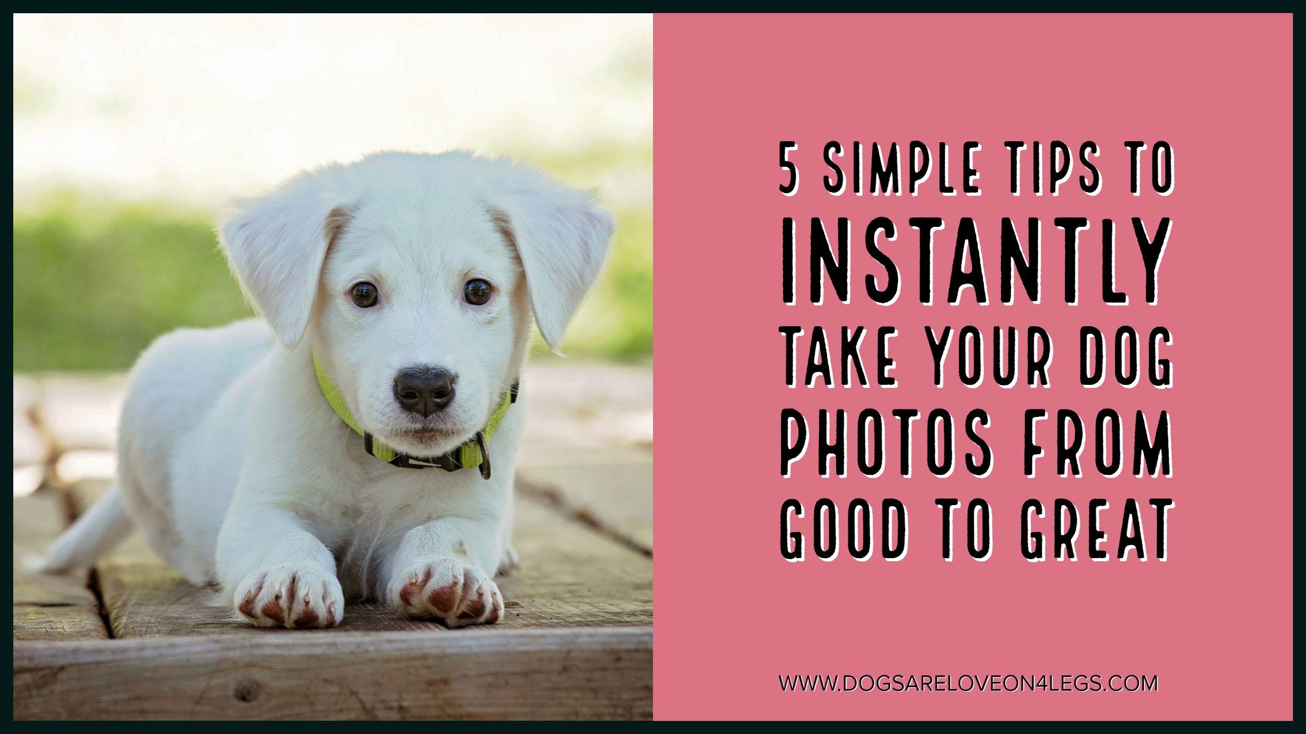 5 Simple Tips To Instantly Take Your Dog Photos From Good To Great