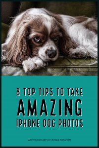 Top Tips To Take Amazing iPhone Dog Photos