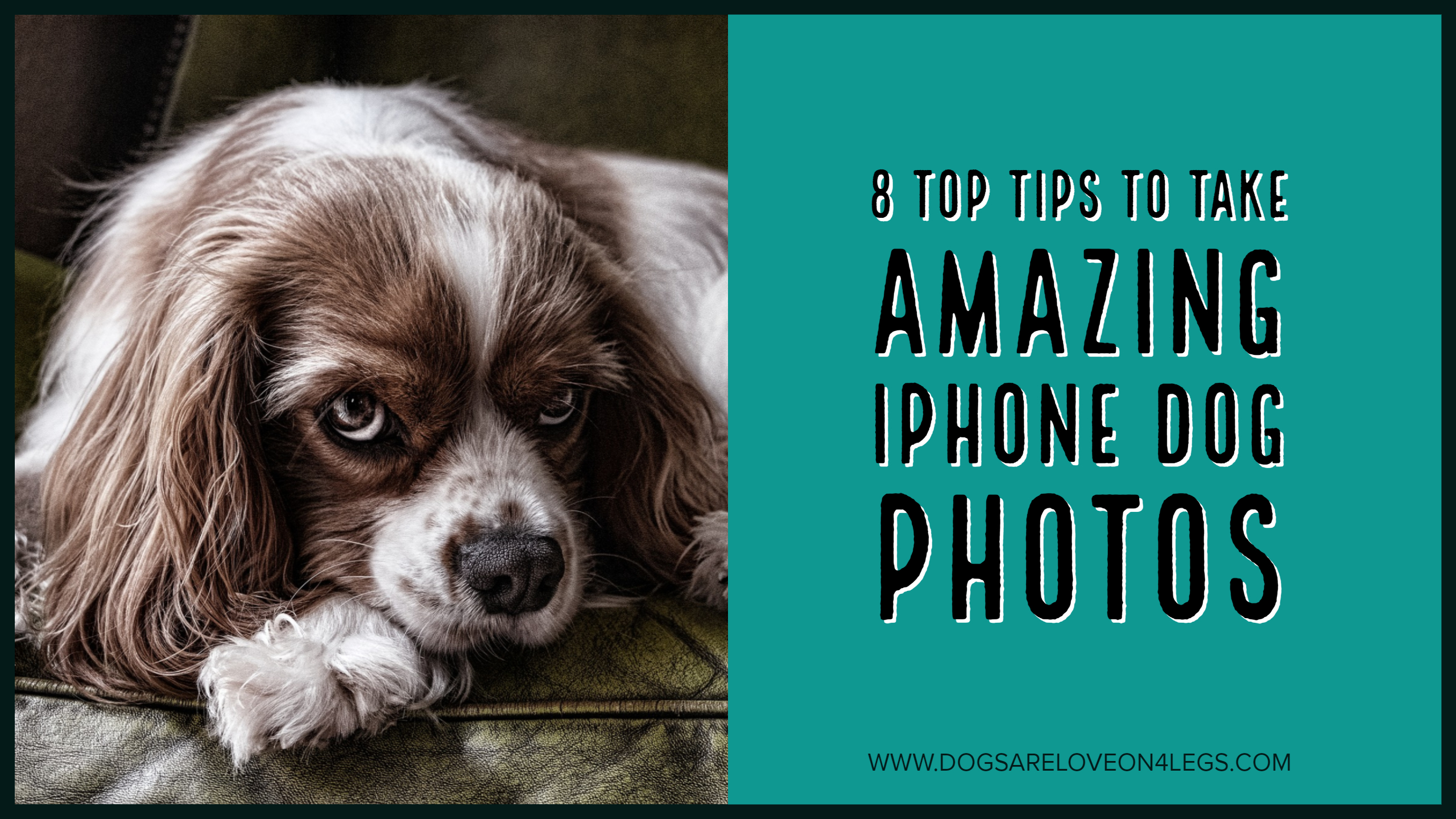 8 Top Tips To Take Amazing iPhone Dog Photos