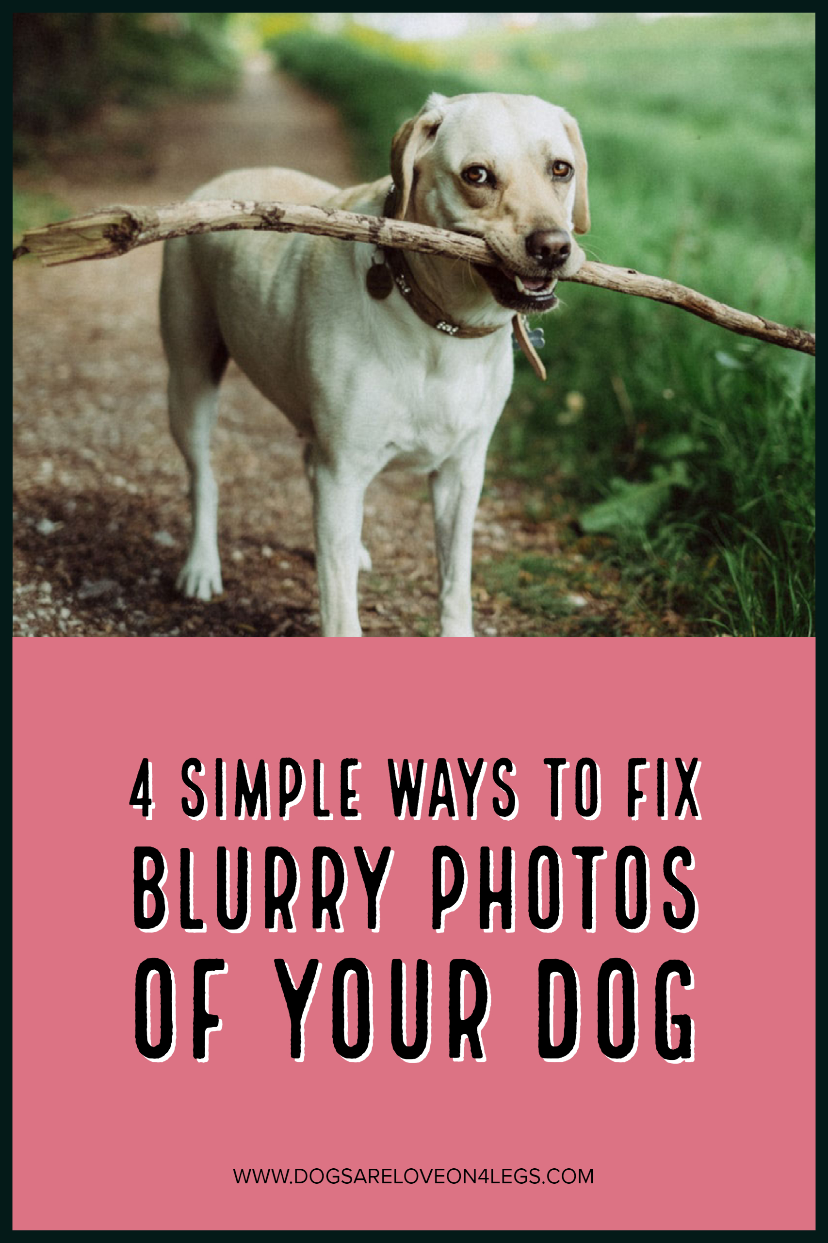 4 Simple Ways To Fix Blurry Photos Of Your Dog