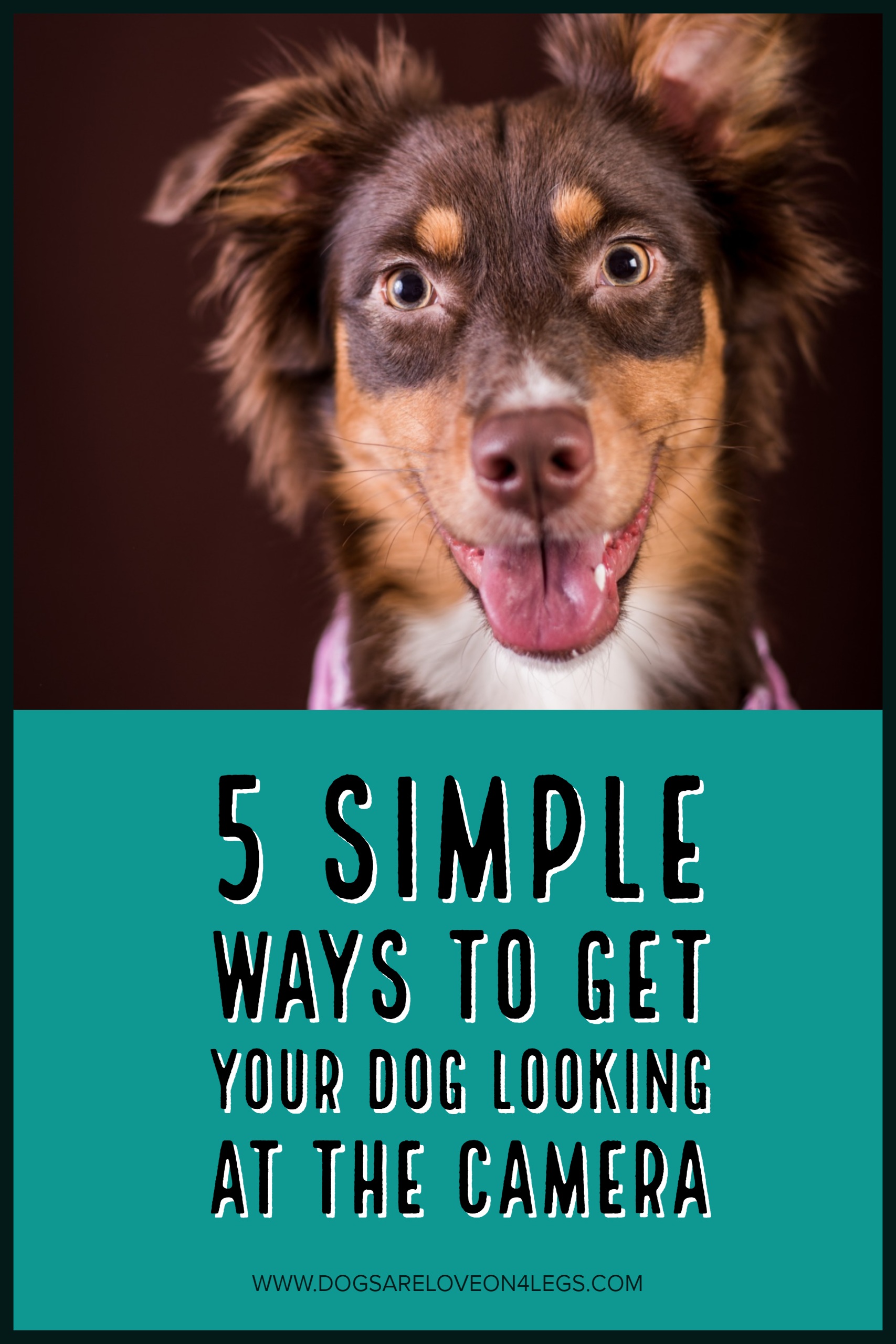 5 Simple Ways To Get Your Dog Looking At The Camera