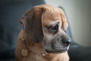 Puggle looking away