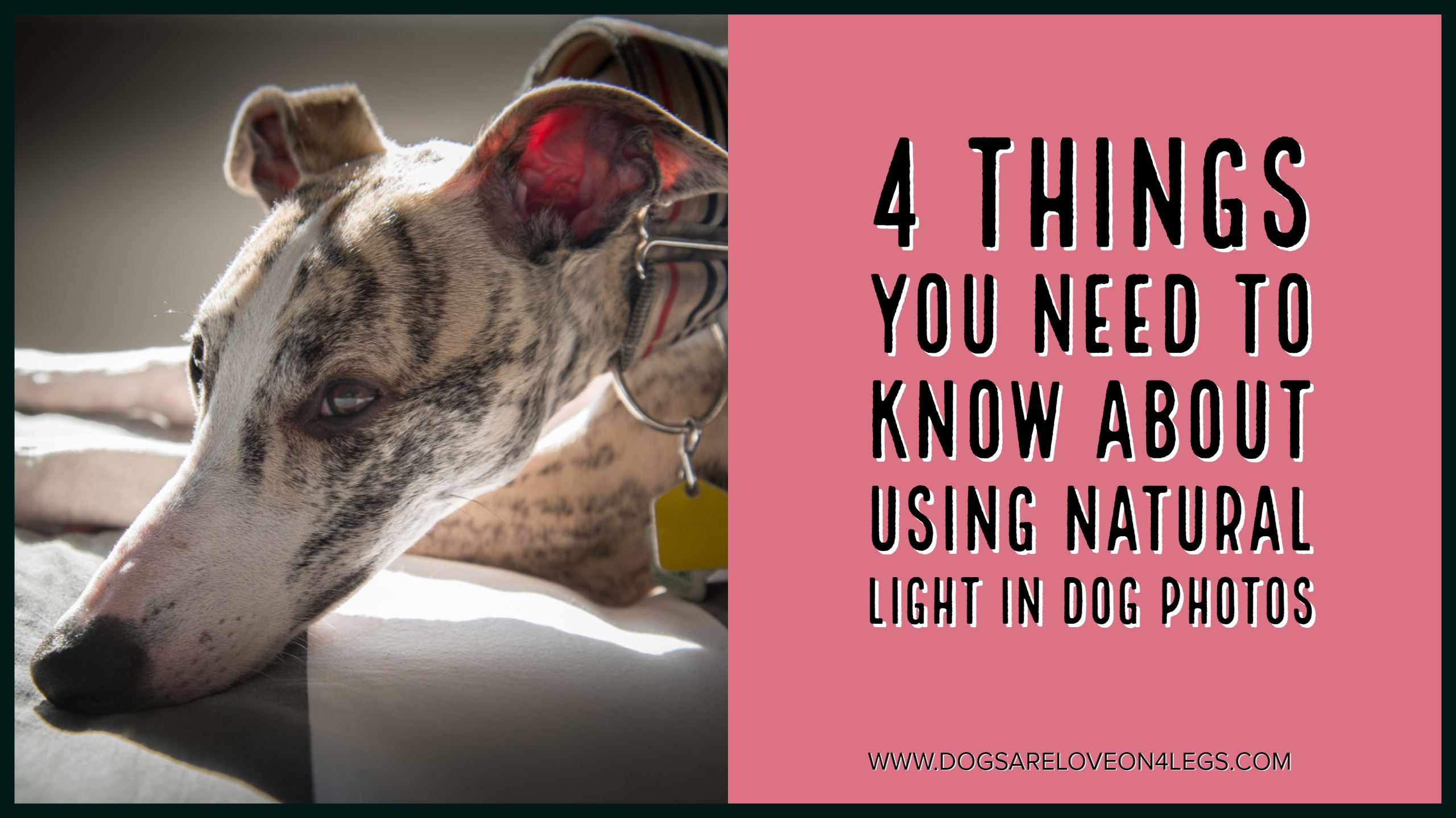 4 Things You Need To Know About Using Indoor Natural Light In Dog Photos
