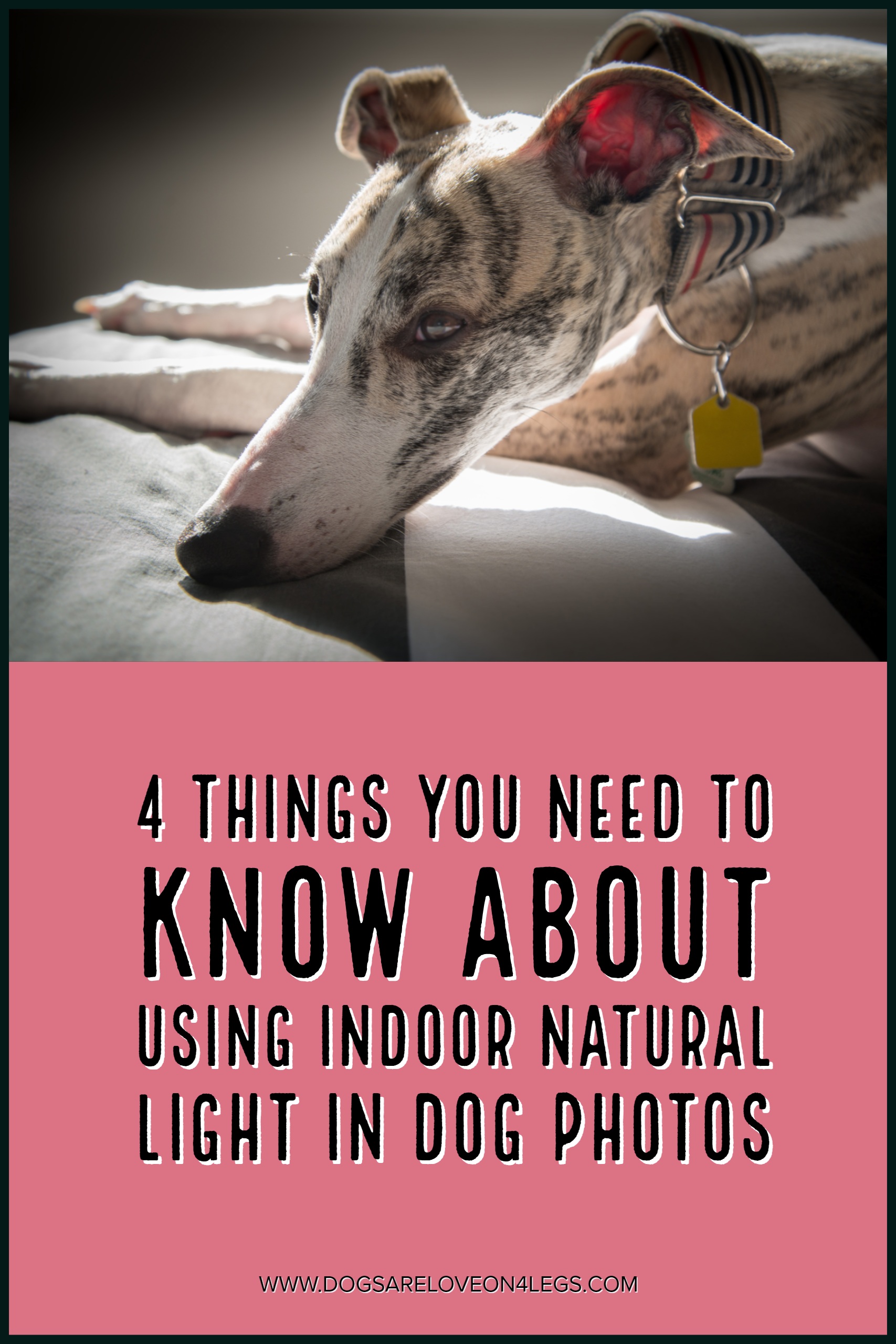 4 Things You Need To Know About Using Indoor Natural Light In Dog Photos