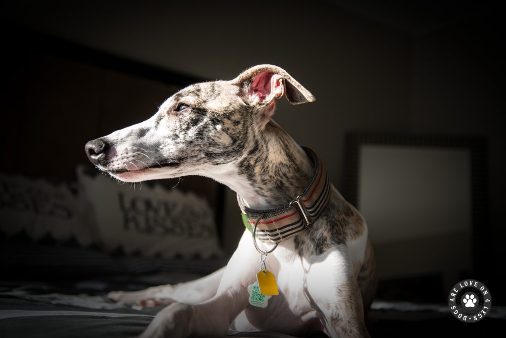 Whippet Looking At Window